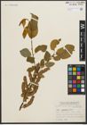 Foto von Salix pyrifolia Andersson